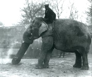 Nőstény ázsiai elefánt, indirani, faanyagot mozgat a törzsével, miközben gondozója a hátán ül, és irányítja őt, Londoni Állatkert, 1925 alkotó: Frederick William Bond