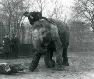 Nőstény ázsiai elefánt, indirani, faanyagot mozgat a törzsével, miközben őrzője a hátán ül, irányítja őt és két másik ember nézi, Londoni Állatkert, 1925 alkotó: Frederick William Bond