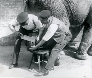 A nőstény ázsiai elefánt, Sundermalah, akinek a lábát nyíratták meg az állattartói a londoni állatkertben, 1926. augusztus alkotó: Frederick William Bond