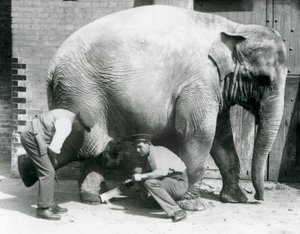 A nőstény ázsiai elefánt, Sundermalah, akinek a lábát nyíratták meg az állattartói a londoni állatkertben, 1926. augusztus alkotó: Frederick William Bond