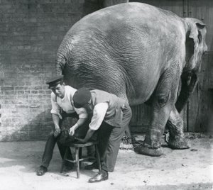 Nőstény ázsiai elefánt, akinek a lábát nyíratták meg az állattartói a londoni állatkertben, 1926. augusztus alkotó: Frederick William Bond