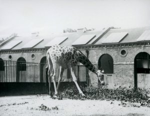 Nőstény zsiráf, „Maud”, lenyúlva leveleket egyen a londoni állatkert Zsiráfháza előtti karámban, 1927. július (f/w fotó) alkotó: Frederick William Bond