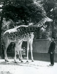 Nőstény zsiráfok, Maud és Maggie, Ernie Professor Bowman állattartóval, Londoni Állatkert, 1924. július alkotó: Frederick William Bond