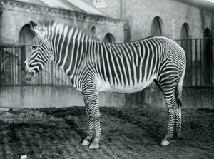 Nőstény Grevys Zebra vagy Imperial Zebra, Jennie a karámjában áll a londoni állatkertben, 1927 alkotó: Frederick William Bond