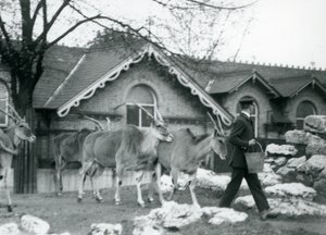 Négy Eland követi gazdáját etetéskor a londoni állatkert Antelope House melletti karámában, 1925. június alkotó: Frederick William Bond
