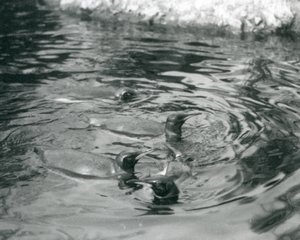 Négy királypingvin úszik a medencéjükben a londoni állatkertben, 1927 júniusában alkotó: Frederick William Bond