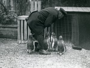 Gentoo pingvinek Albert White állattartóval, Londoni Állatkert, 1914 körül alkotó: Frederick William Bond