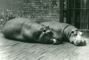 Bobbie és Joan vízilovak fekve a londoni állatkertben, 1923 júliusában (színes fotó) alkotó: Frederick William Bond