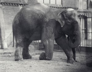 Indiai elefánt, Assam Lukhi, az állattartóval térdelve a londoni állatkertben, 1914. április alkotó: Frederick William Bond