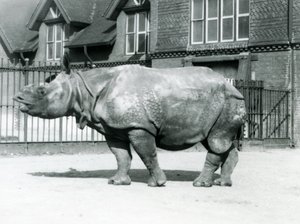 Félix indiai orrszarvú a londoni állatkert karámjában áll, 1927 alkotó: Frederick William Bond