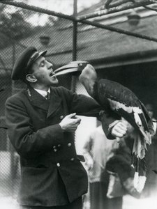 Keeper, T. Raggett egy nagy indián szarvascsőrűt etet a szájában tartott gyümölccsel. Londoni Állatkert 1924 alkotó: Frederick William Bond
