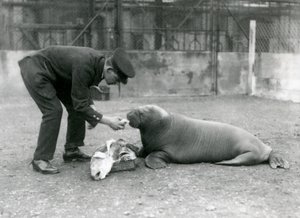 Keeper, Arthur Chandler, halakat etet egy fiatal rozmárral, Londoni Állatkertben, 1924 alkotó: Frederick William Bond