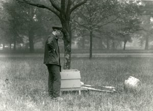 Keeper Brown mézelő méhrajt mozgat, Londoni Állatkert, 1926. július alkotó: Frederick William Bond