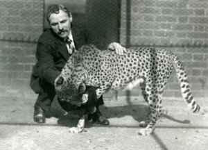Charles Dixon őrző egy játékos gepárddal a londoni állatkertben, 1922. október alkotó: Frederick William Bond