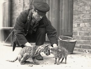 Keeper, H. Warwick, egy tigriskölyökkel és egy pekarival, felvétel a ZSL Londoni Állatkertben, 1914. május alkotó: Frederick William Bond