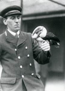 Thomas Raggett őrző, aki egy vöröscsőrű tukánt tart tojással a szájában a londoni állatkertben 1924-ben alkotó: Frederick William Bond