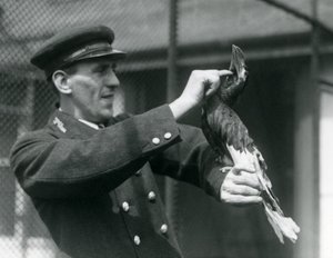 Őrző, Thomas Raggett, egy nagy indián szarvascsőrűt simogat a számlája alatt a londoni állatkertben, 1924 alkotó: Frederick William Bond
