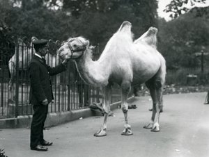Keeper W. Styles baktriai tevével a londoni állatkertben, 1914. július alkotó: Frederick William Bond