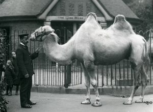 W. Styles gondozó egy baktriai tevével a londoni állatkert láma háza előtt, 1914 júliusában. alkotó: Frederick William Bond