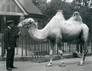 W. Styles őrző, baktriai tevével, a londoni állatkert Lláma háza előtt, 1914. július alkotó: Frederick William Bond
