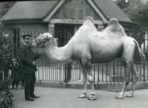 W. Styles őrző, baktriai tevével, a londoni állatkert Lláma háza előtt, 1914. július alkotó: Frederick William Bond