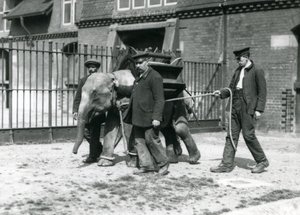 Jack Milbourne, H Robertson és Thomas őrzők egy fiatal ázsiai elefántot nevelnek a Londoni Állatkertben, 1922. május (bw photo) alkotó: Frederick William Bond