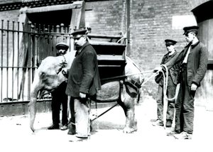 Jack Milbourne, H Robertson és Thomas őrzők egy fiatal ázsiai elefántot nevelnek a Londoni Állatkertben, 1922. május (bw photo) alkotó: Frederick William Bond