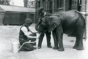 Az állattartók segítenek a fiatal hím afrikai elefántnak, Kiberenge-nek inni egy locsolókannára erősített tömlőből, Londoni Állatkert, 1924. július alkotó: Frederick William Bond