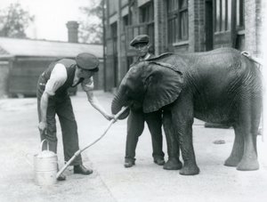 Az állattartók segítenek a fiatal hím afrikai elefántnak, Kiberenge-nek inni egy locsolókannára erősített tömlőből, Londoni Állatkert, 1924. július alkotó: Frederick William Bond