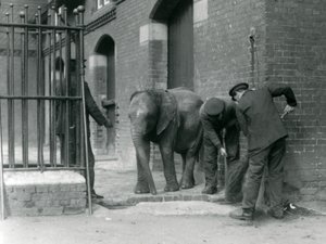 Őrzők fiatal hím afrikai elefánttal Kiberenge, Londoni Állatkert, 1924 alkotó: Frederick William Bond