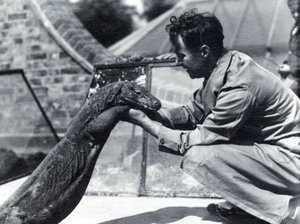 Sumbawa komodói sárkány H. Alec Budd őrzővel, 1928 alkotó: Frederick William Bond
