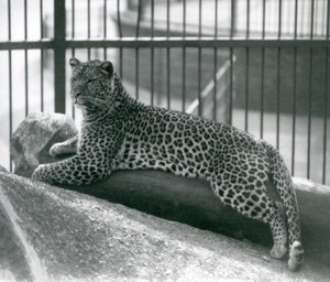 Leopard Rex 1925 júliusában egy farönkön feküdt a londoni állatkertben alkotó: Frederick William Bond