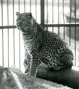 Leopard Rex 1925 júniusában egy farönkön ül a londoni állatkertben alkotó: Frederick William Bond