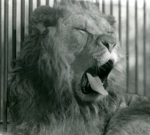 Abdullah hím oroszlán a londoni állatkertben ásít 1925-ben. alkotó: Frederick William Bond