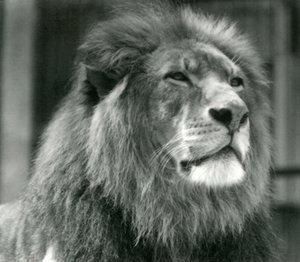 Hím Lion Kuja a londoni állatkertben 1924 augusztusában alkotó: Frederick William Bond