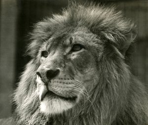 Hím Lion Kuja a londoni állatkertben 1924 augusztusában