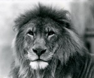 Hím Lion Kuja a londoni állatkertben 1925 januárjában alkotó: Frederick William Bond
