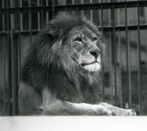 „Kuja” hím oroszlán a londoni állatkert kikertjében feküdt 1925 januárjában (f/w fotó) alkotó: Frederick William Bond