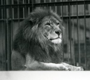 Kuja oroszlán 1925 januárjában a londoni állatkertben feküdt alkotó: Frederick William Bond