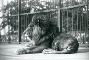 Hím Lion Toto 1927 szeptemberében a londoni állatkertben feküdt alkotó: Frederick William Bond