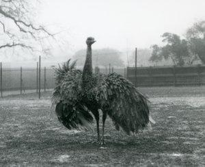 Férfihívás-kijelző egy Greater Rhea, London Állatkertben alkotó: Frederick William Bond