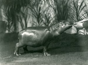 Percy, egy fiatal törpe víziló, akit kézből etetnek a londoni állatkertben, 1923 novembere (színes fotó) alkotó: Frederick William Bond