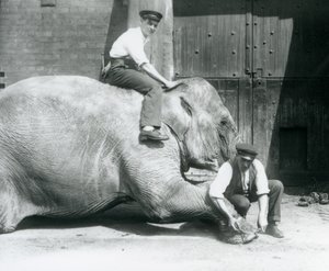 Sundermalah elülső lábát az egyik állattartó levágta reszelővel, míg egy másik a hátán ül, Londoni Állatkert, 1926. augusztus alkotó: Frederick William Bond