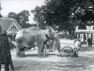Syed Ali Indianrani lovaglása egy talicska mögött, Londoni Állatkert, 1925. október alkotó: Frederick William Bond