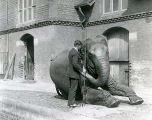 Syed Ali, Indianit oktatja az Elephant House előtt, a londoni állatkertben, 1923. augusztus (bw fotó) alkotó: Frederick William Bond