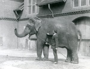 Syed Ali, Indianit oktatja az Elephant House előtt, a londoni állatkertben, 1923. augusztus (bw fotó) alkotó: Frederick William Bond