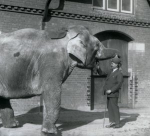 Syed Ali Indianit oktatja az Elephant House előtt, a londoni állatkertben, 1925. október alkotó: Frederick William Bond
