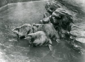 Három hód a medencéjükben a londoni állatkertben, 1920-as évek alkotó: Frederick William Bond