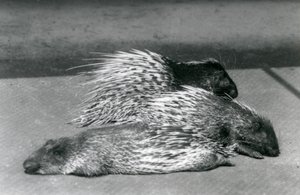 Three Cape South African Porcupines, Londoni Állatkert, 1925 alkotó: Frederick William Bond