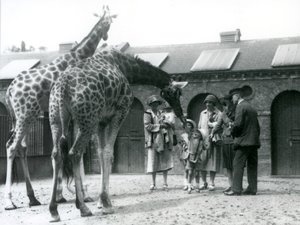 Három hölgy három kisgyermekkel meglátogatja a zsiráfot a londoni állatkert Zsiráfháza előtti karámjában, 1926. július alkotó: Frederick William Bond